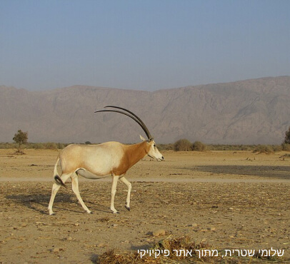 אלה סאן - דגים בים